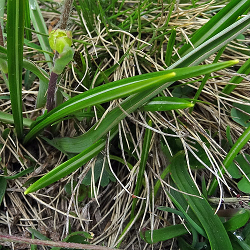 Wegerich-Hahnenfuss / Ranunculus kuepferi